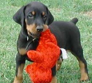 DobermanPuppiesForSaleToGoodHomesOnly